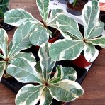 Fikus lýrovitý (Ficus lyrata) ‘VARIEGATA’ - výška 5-10 cm, kont. C1L